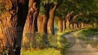 四虎人妻-探索四虎人妻，文化、伦理与现实的交织
